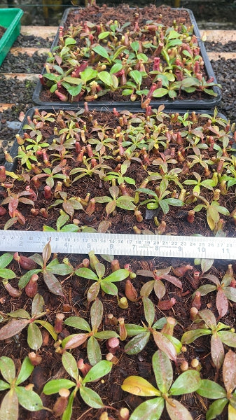 N. rajah x veitchii 'Gold Rush' – assorted clones: BE-4578 *Pre-Order*