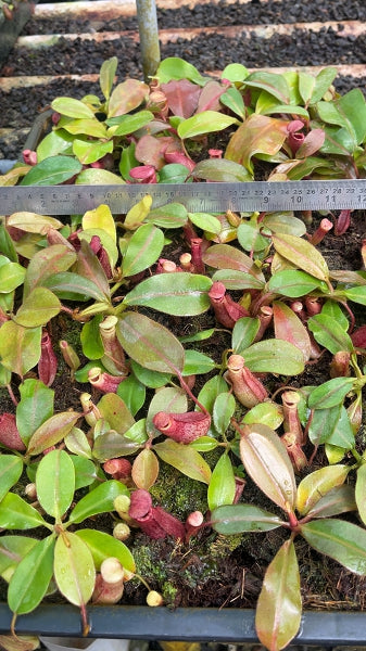 N. rajah x veitchii 'Gold Rush' – assorted clones: BE-4578 *Pre-Order*