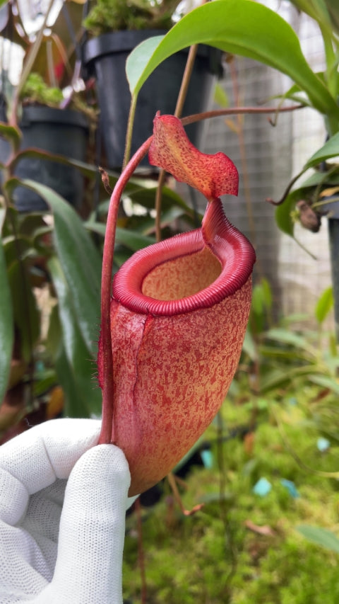 N. sibuyanensis x attenboroughii: BE-4579