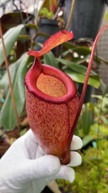 N. sibuyanensis x attenboroughii: BE-4579 *Pre-Order*