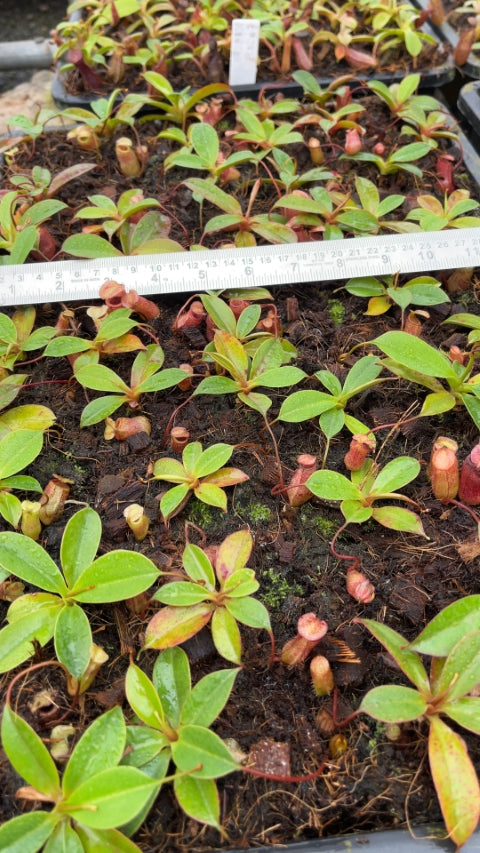 N. sibuyanensis x attenboroughii: BE-4579 *Pre-Order*