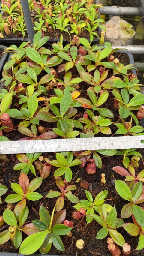 N. sibuyanensis x attenboroughii: BE-4579 *Pre-Order*