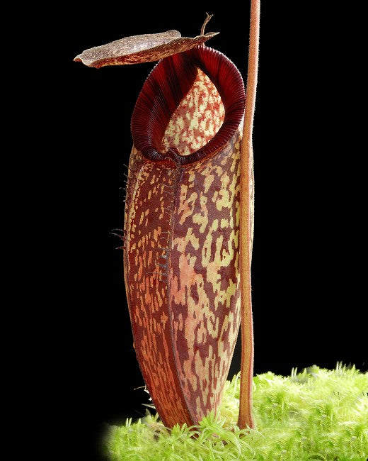 N. (aristolochioides x spectabilis) x klossii – assorted clones: BE-4583