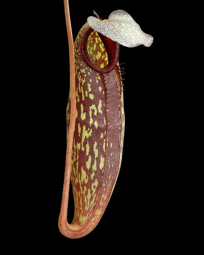 N. (aristolochioides x spectabilis) x klossii – assorted clones: BE-4583 *Pre-Order*