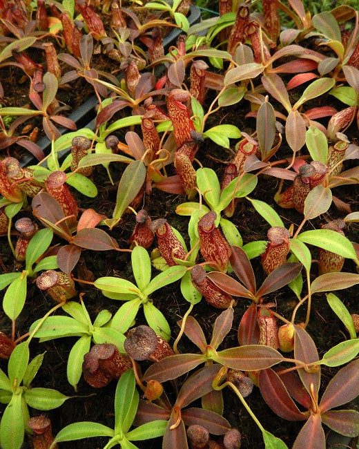 N. (aristolochioides x spectabilis) x klossii – assorted clones: BE-4583 *Pre-Order*