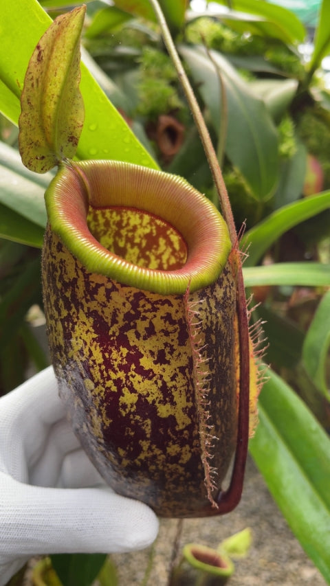 N. sibuyanensis x ampullaria – selected speckled clone: BE-4584 *Pre-Order*