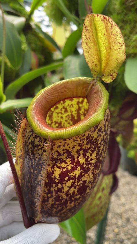 N. sibuyanensis x ampullaria – selected speckled clone: BE-4584 *Pre-Order*