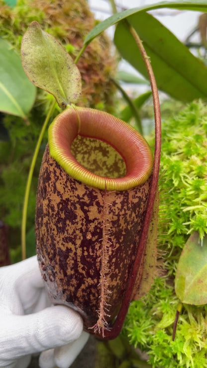 N. sibuyanensis x ampullaria – selected speckled clone: BE-4584 *Pre-Order*