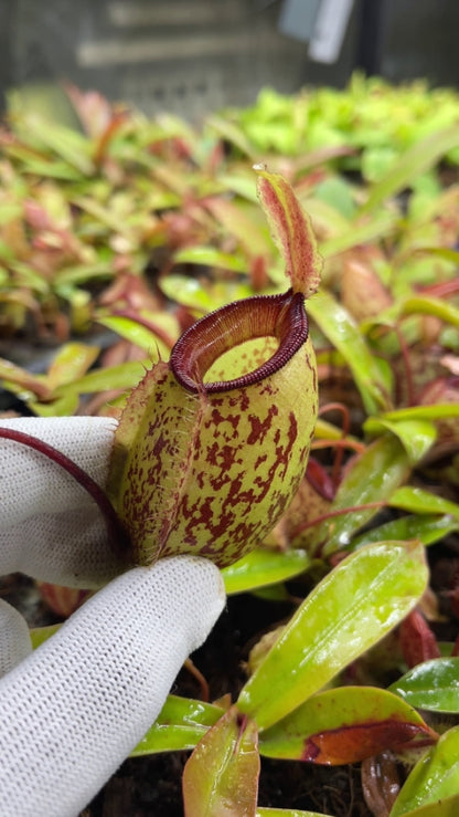N. sibuyanensis x ampullaria – selected speckled clone: BE-4584 *Pre-Order*