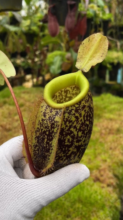 N. sibuyanensis x ampullaria – selected speckled clone: BE-4584 *Pre-Order*