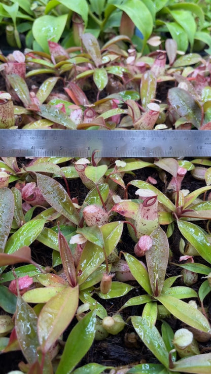 N. sibuyanensis x ampullaria – selected speckled clone: BE-4584 *Pre-Order*