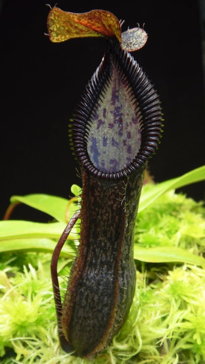 N. singalana x hamata - assorted clones: BE-4588 *Pre-Order*