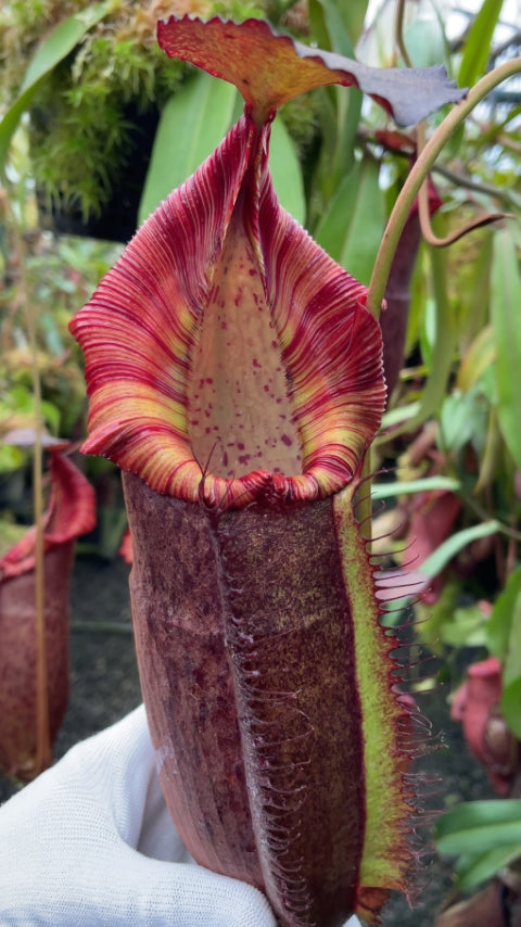 N. spathulata x (densiflora x spectabilis): BE-4589