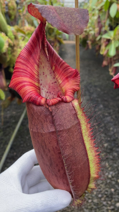 N. spathulata x (densiflora x spectabilis): BE-4589 *Pre-Order*