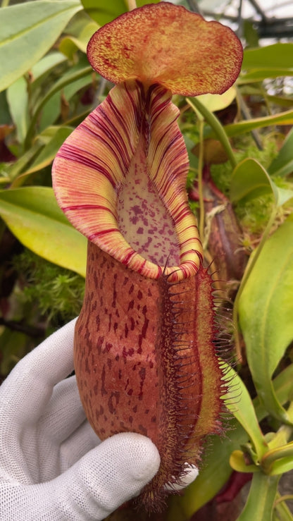 N. spathulata x (densiflora x spectabilis): BE-4589 *Pre-Order*