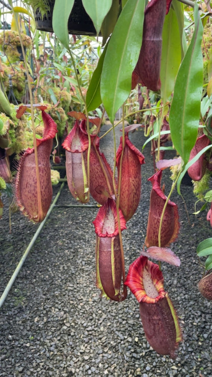 N. spathulata x (densiflora x spectabilis): BE-4589 *Pre-Order*