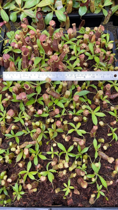 N. spathulata x (densiflora x spectabilis): BE-4589 *Pre-Order*