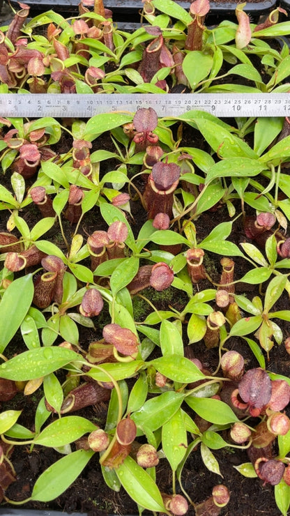 N. spathulata x (densiflora x spectabilis): BE-4589 *Pre-Order*