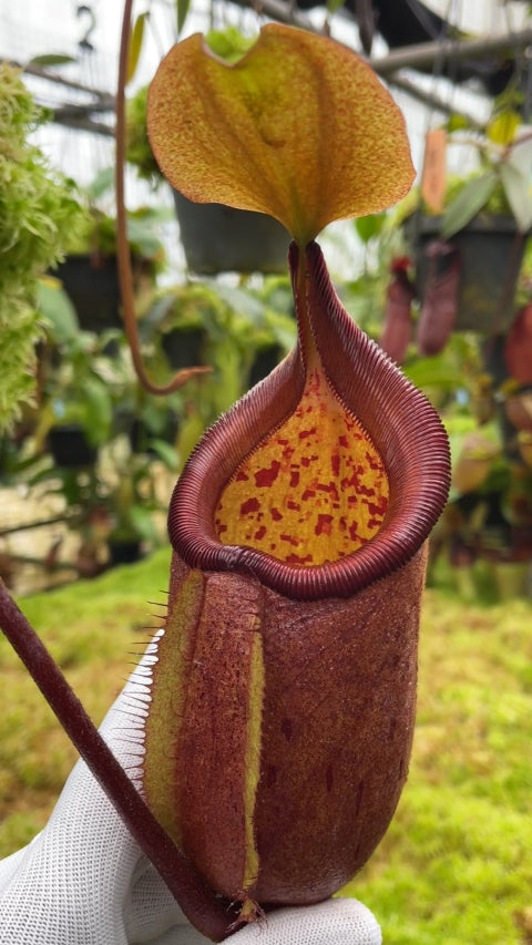 N. robcantleyi x palawanensis: BE-4591 *Pre-Order*