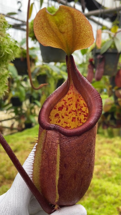 N. robcantleyi x palawanensis: BE-4591 *Pre-Order*