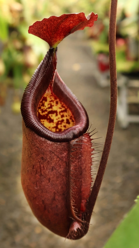 N. robcantleyi x palawanensis: BE-4591 *Pre-Order*