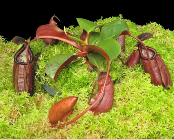 N. robcantleyi x palawanensis: BE-4591 *Pre-Order*