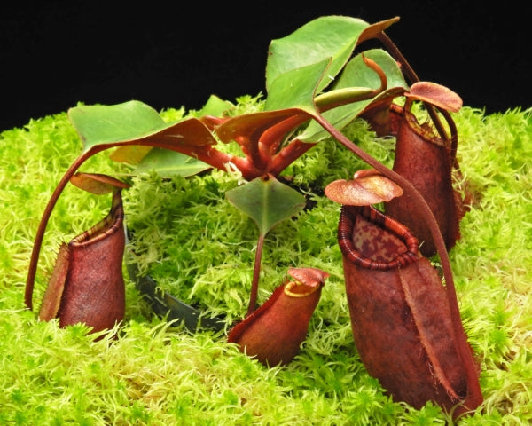 N. robcantleyi x palawanensis: BE-4591 *Pre-Order*