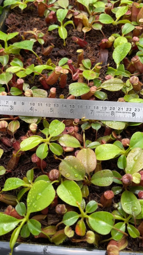 N. robcantleyi x palawanensis: BE-4591 *Pre-Order*