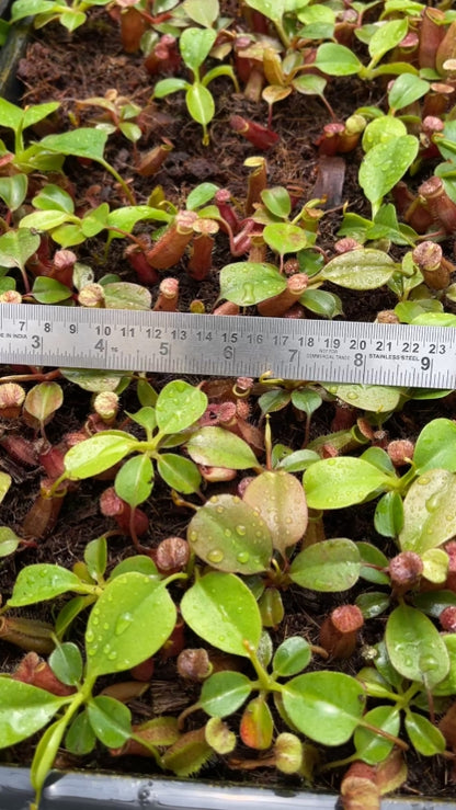 N. robcantleyi x palawanensis: BE-4591 *Pre-Order*
