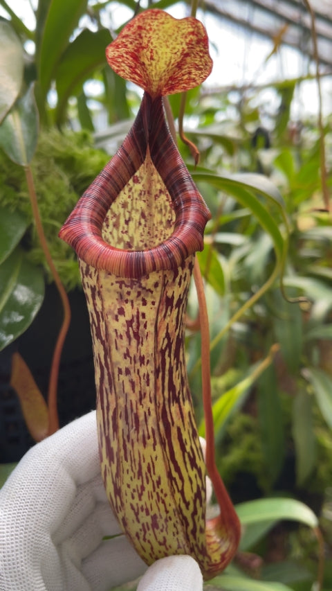 N. vogelii x ventricosa - selected clone: BE-4593