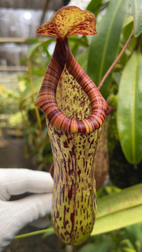N. vogelii x ventricosa - selected clone: BE-4593 *Pre-Order*