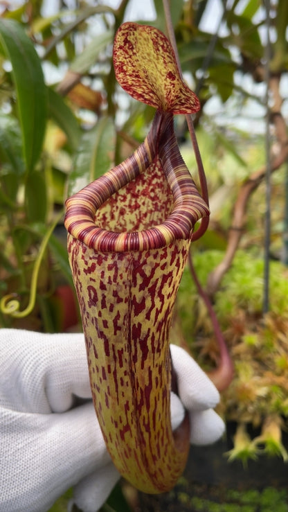 N. vogelii x ventricosa - selected clone: BE-4593 *Pre-Order*
