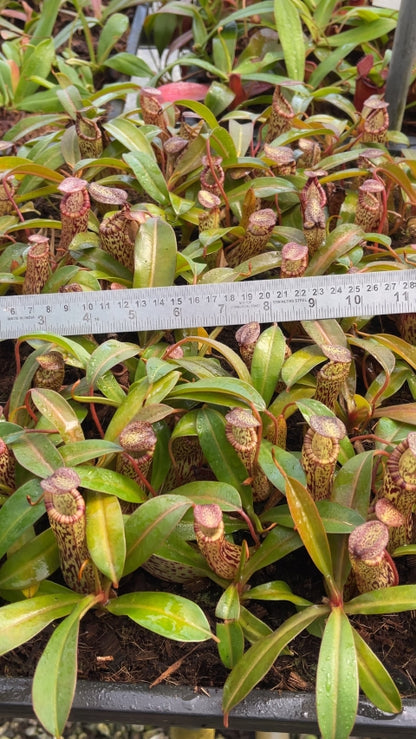 N. vogelii x ventricosa - selected clone: BE-4593 *Pre-Order*