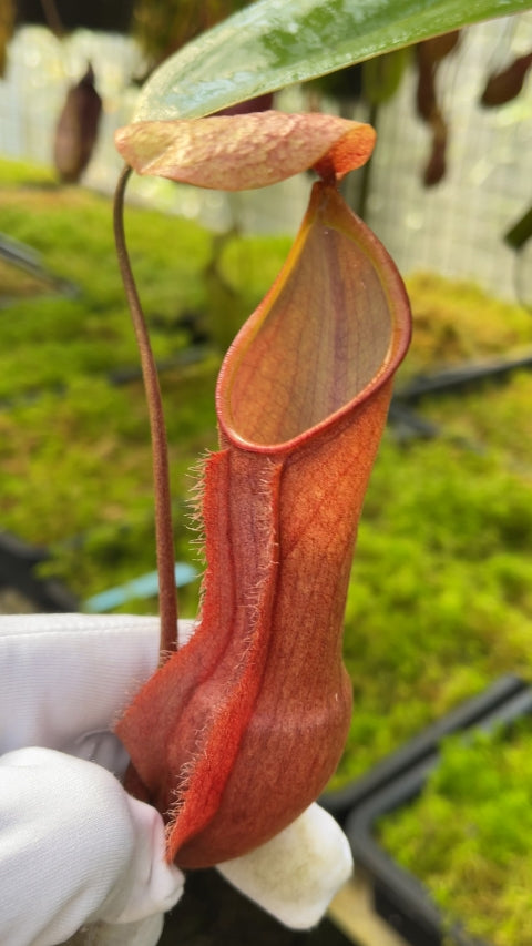 N. vieillardii – assorted clones: BE-4599