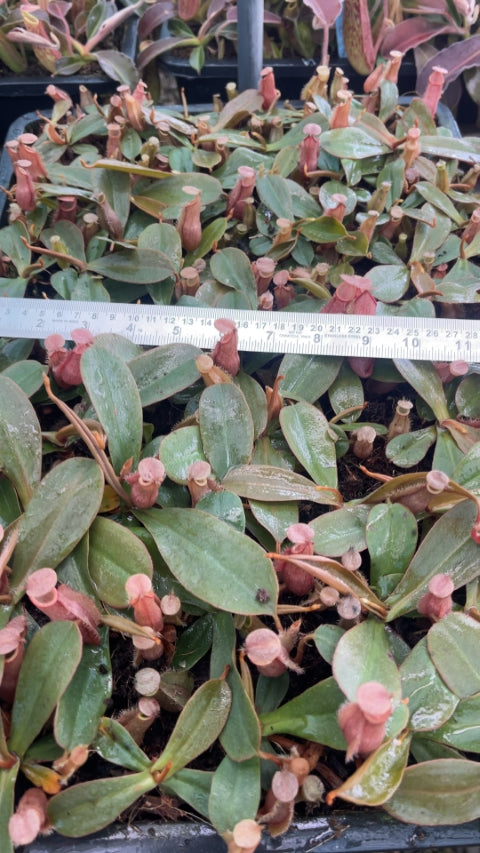 N. vieillardii – assorted clones: BE-4599 *Pre-Order*