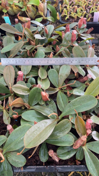 N. vieillardii – assorted clones: BE-4599 *Pre-Order*