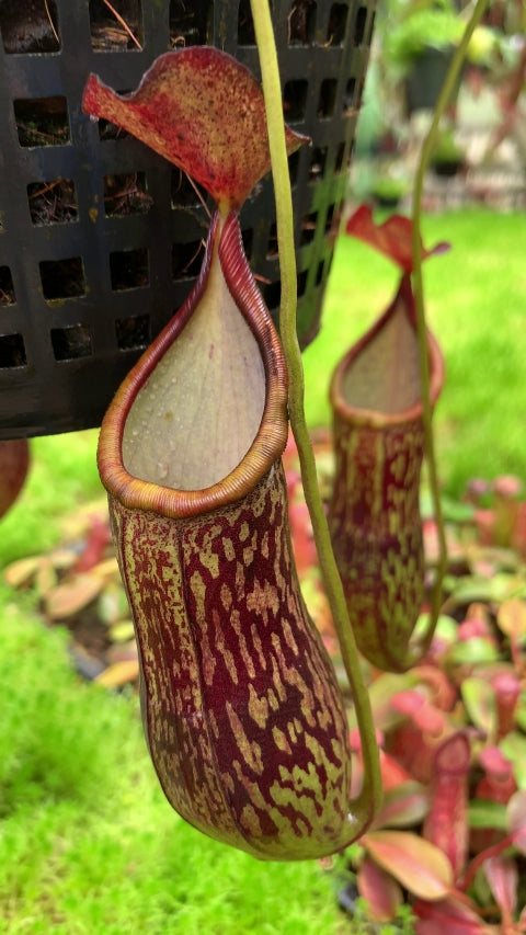 N. ceciliae ‘Mt. Kiamo’ – assorted clones: BE-4600 *Pre-Order*