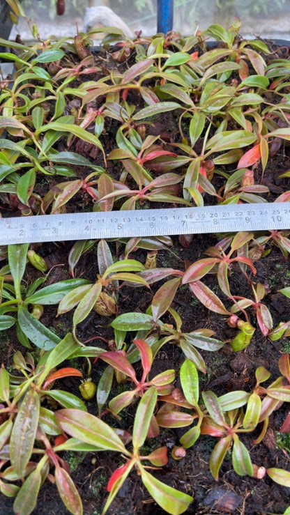 N. ceciliae ‘Mt. Kiamo’ – assorted clones: BE-4600 *Pre-Order*