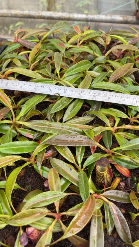 N. ceciliae ‘Mt. Kiamo’ – assorted clones: BE-4600 *Pre-Order*