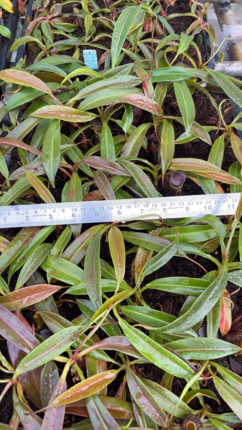 N. ceciliae ‘Mt. Kiamo’ – assorted clones: BE-4600 *Pre-Order*