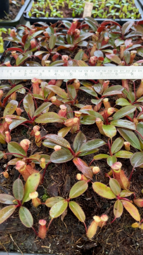 N. peltata x attenboroughii - assorted clones: BE-4601 *Pre-Order*