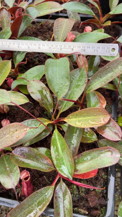 N. peltata x attenboroughii - assorted clones: BE-4601 *Pre-Order*