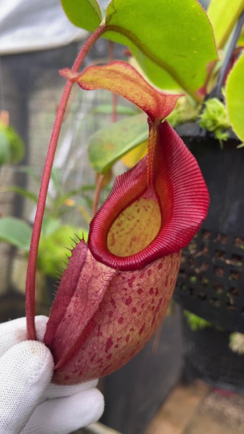 N. rajah x veitchii ‘Gold Rush’ – seed grown: BE-4603