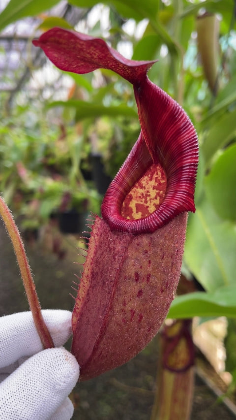 N. rajah x veitchii ‘Gold Rush’ – seed grown: BE-4603 *Pre-Order*