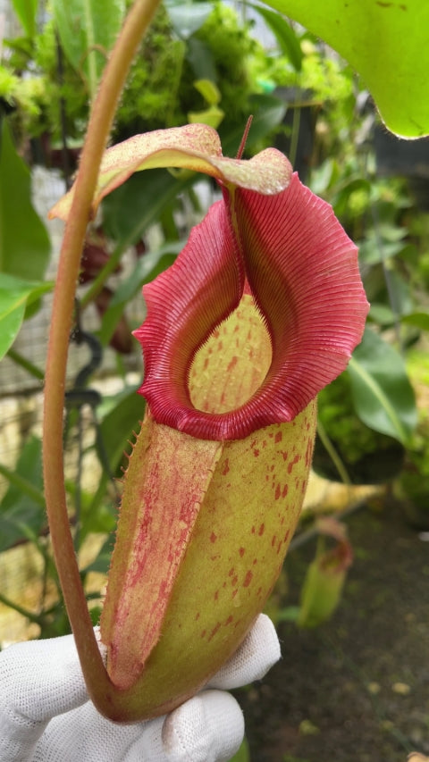 N. rajah x veitchii ‘Gold Rush’ – seed grown: BE-4603 *Pre-Order*
