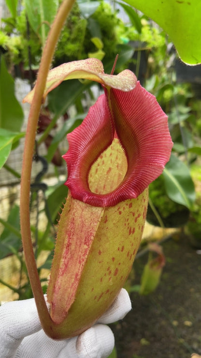 N. rajah x veitchii ‘Gold Rush’ – seed grown: BE-4603 *Pre-Order*