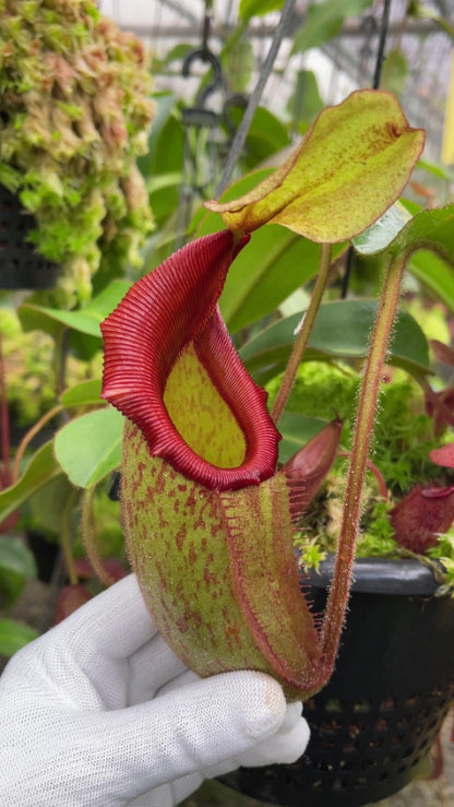 N. rajah x veitchii ‘Gold Rush’ – seed grown: BE-4603 *Pre-Order*