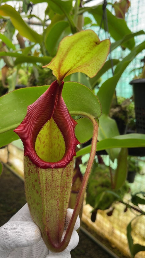 N. rajah x veitchii ‘Gold Rush’ – seed grown: BE-4603 *Pre-Order*