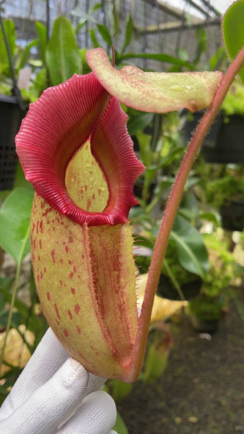 N. rajah x veitchii ‘Gold Rush’ – seed grown: BE-4603 *Pre-Order*