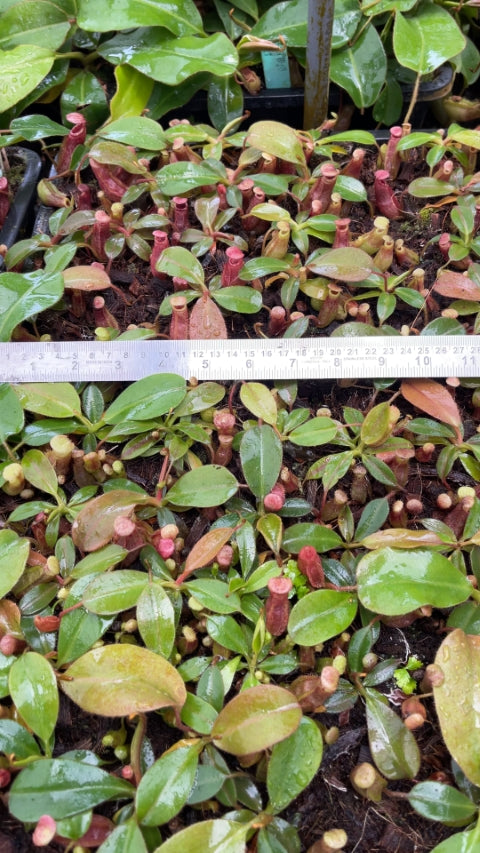 N. rajah x veitchii ‘Gold Rush’ – seed grown: BE-4603 *Pre-Order*